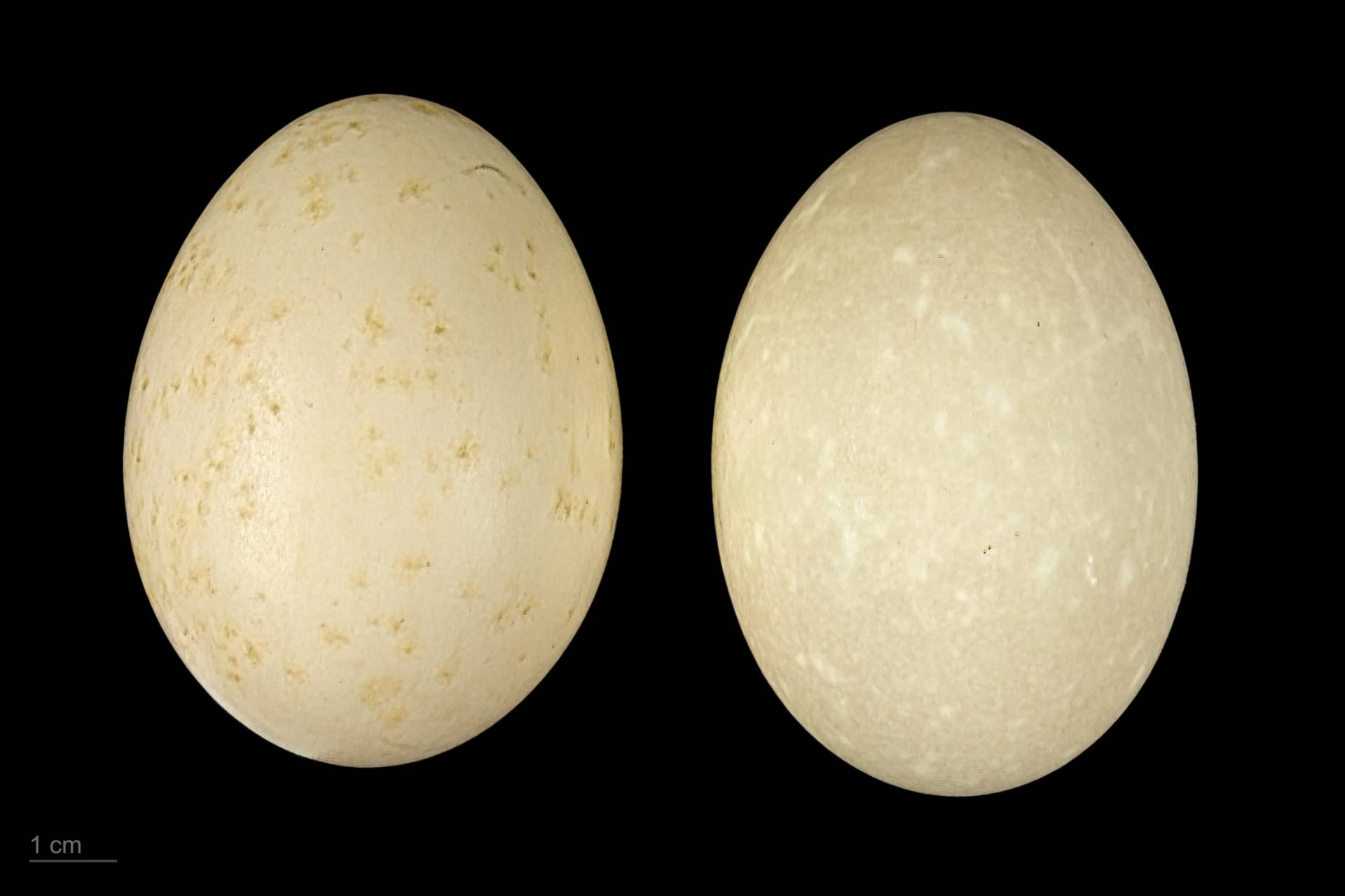 File:Mergus serrator MHNT.ZOO.2010.11.30.1.jpg by Roger Culos is licensed under CC BY-SA 4.0.